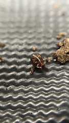 Aphanocephalus hemisphericus