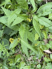 Rorippa indica