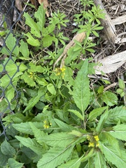 Rorippa indica