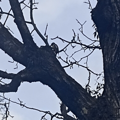 Dendrocopos himalayensis