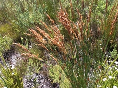Elegia filacea