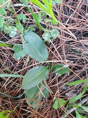 Biarum dispar