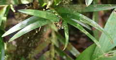Epidendreae