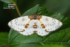 Hypomecis fulvosparsa