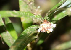 Epidendreae