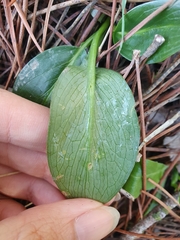Biarum dispar