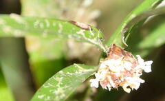 Epidendreae