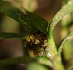 Epidendreae
