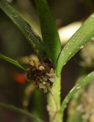 Epidendreae
