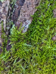 Homalothecium sericeum