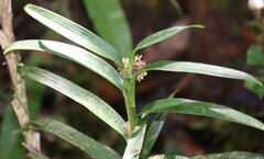 Epidendreae