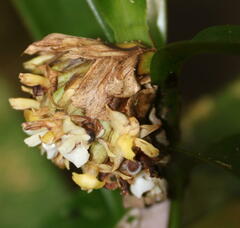 Epidendreae