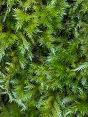 Homalothecium sericeum