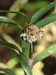 Epidendreae