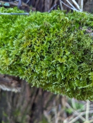 Homalothecium sericeum
