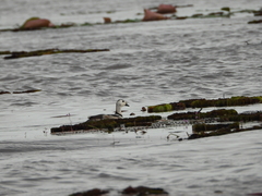 Nettapus coromandelianus