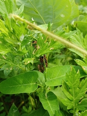 Tropidothorax sinensis