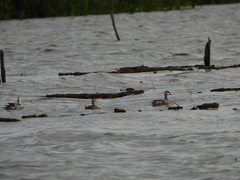 Nettapus coromandelianus