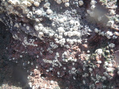 Chthamalus stellatus