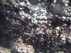 Chthamalus stellatus