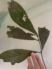 Franciscodendron laurifolium