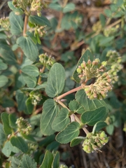 Euphorbia berteroana