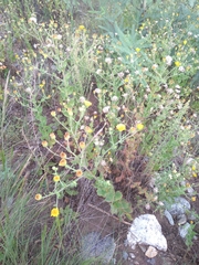 Heterotheca subaxillaris