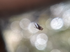 Cyclosa argenteoalba