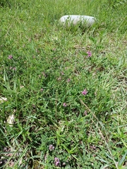 Indigofera pseudotinctoria