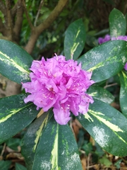 Rhododendron catawbiense