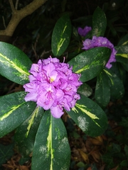 Rhododendron catawbiense