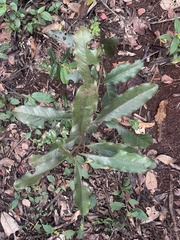 Euclea natalensis natalensis