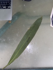 Cordyline cannifolia