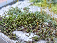 Orthotrichum anomalum