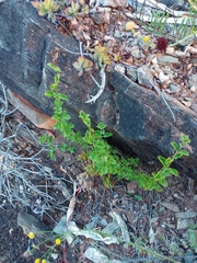 Chascanum cuneifolium