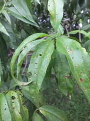 Xanthomonas pruni