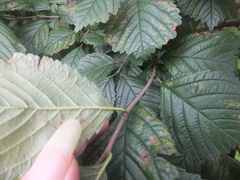 Prunus triloba
