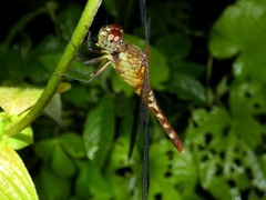 Erythrodiplax fervida