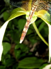 Erythrodiplax fervida