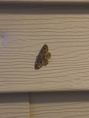 Eutrapela clemataria