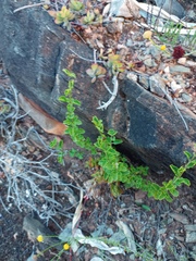 Chascanum cuneifolium