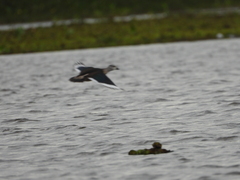 Nettapus coromandelianus