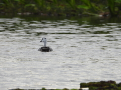 Nettapus coromandelianus