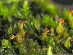Frullania virginica
