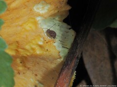 Ptenothrix marmorata