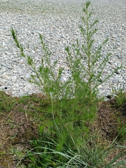 Artemisia capillaris