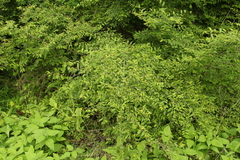 Grewia flavescens var. flavescens image