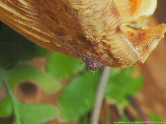 Ptenothrix marmorata