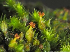 Frullania virginica
