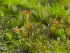 Frullania virginica